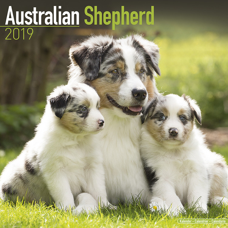 Naptár 2027 Australian Shepherd