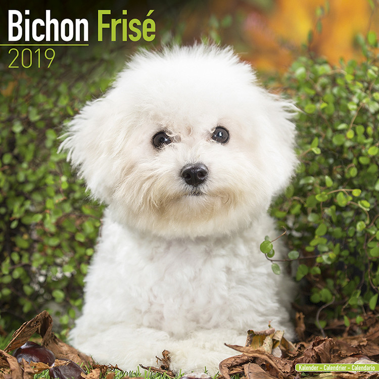 Kalender 2027 Bichon Frise
