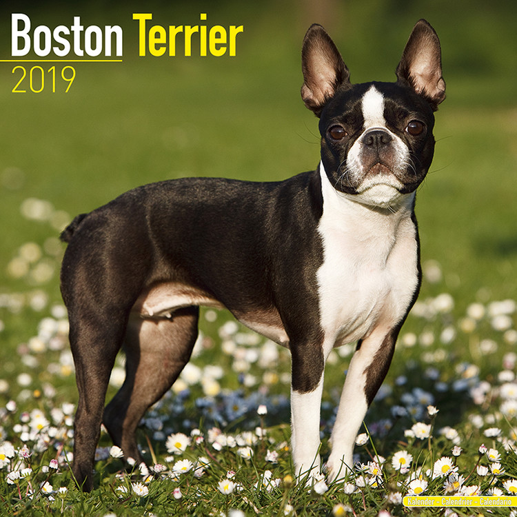 Kalender 2027 Boston Terrier