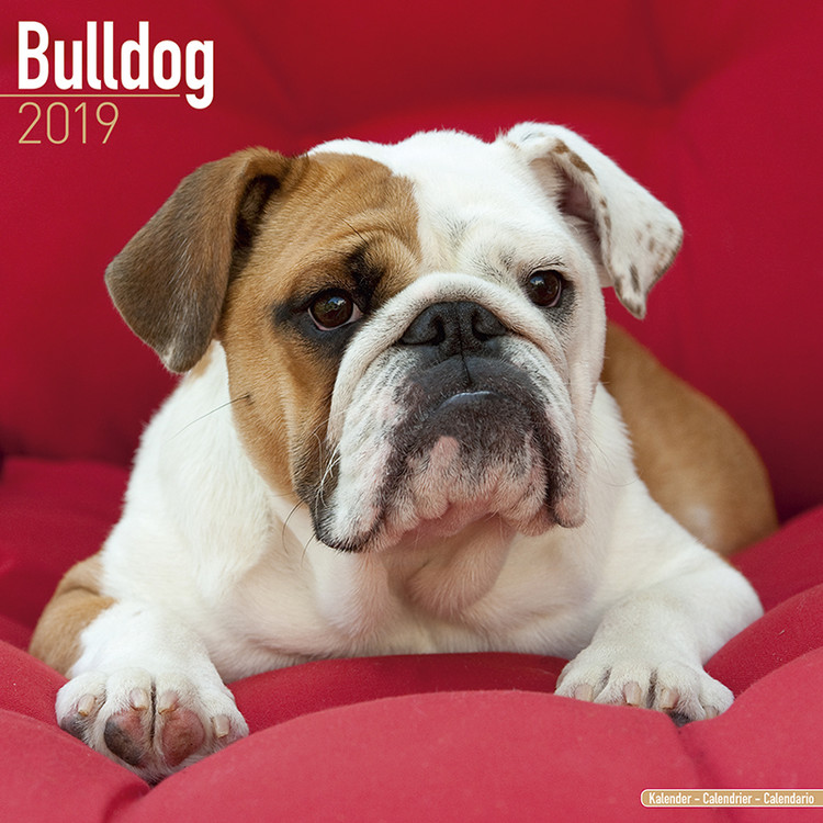 Kalender 2027 Bulldog