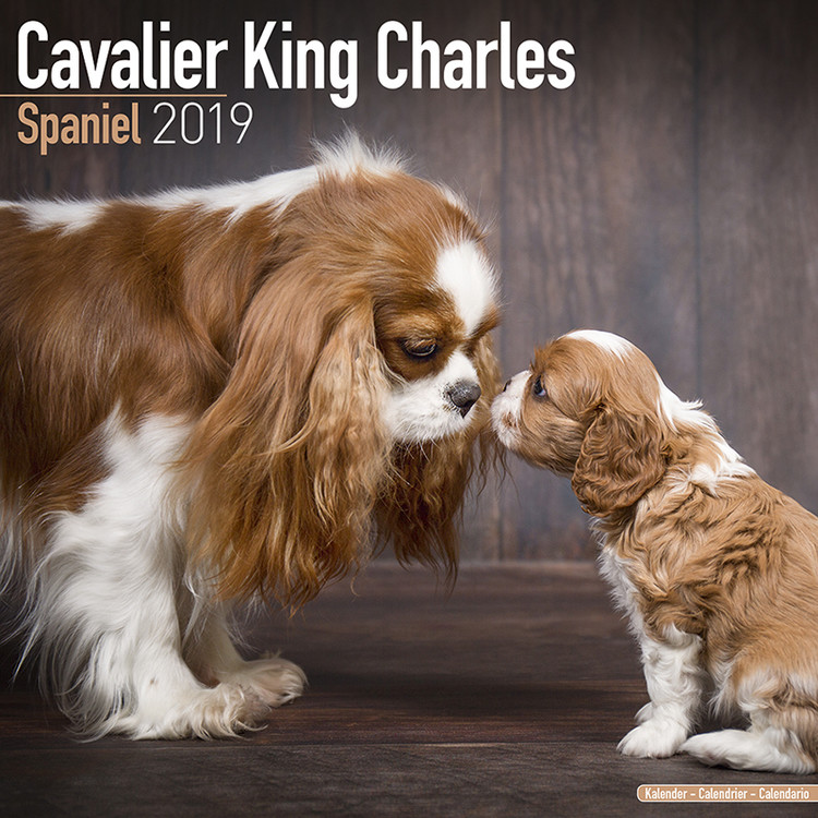 Naptár 2027 Cavalier King Charles