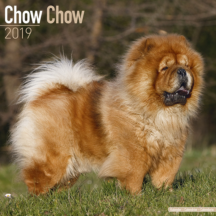 Naptár 2027 Chow Chow