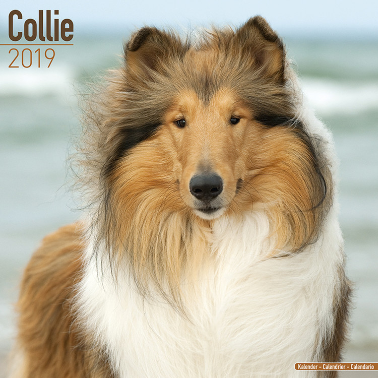 Kalender 2027 Collie