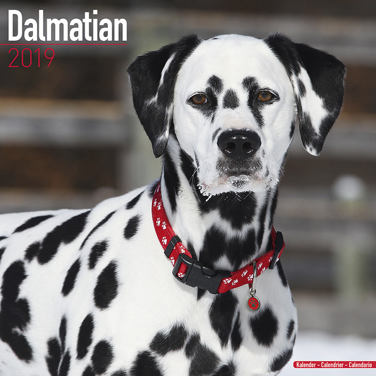Kalender 2027 Dalmatian
