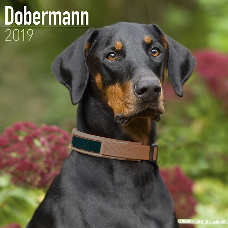 Kalender 2027 Dobermann