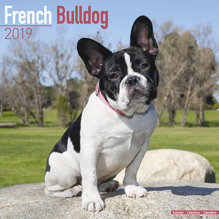 Calendario 2027 French Bulldog