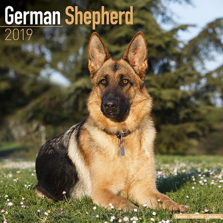 Naptár 2027 German Shepherd