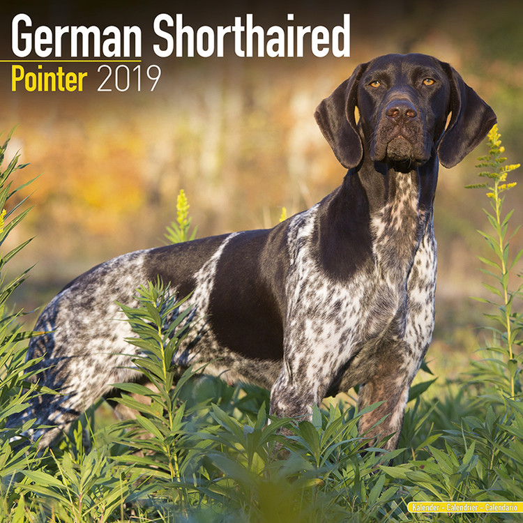 Naptár 2027 German ShortHair Pointer