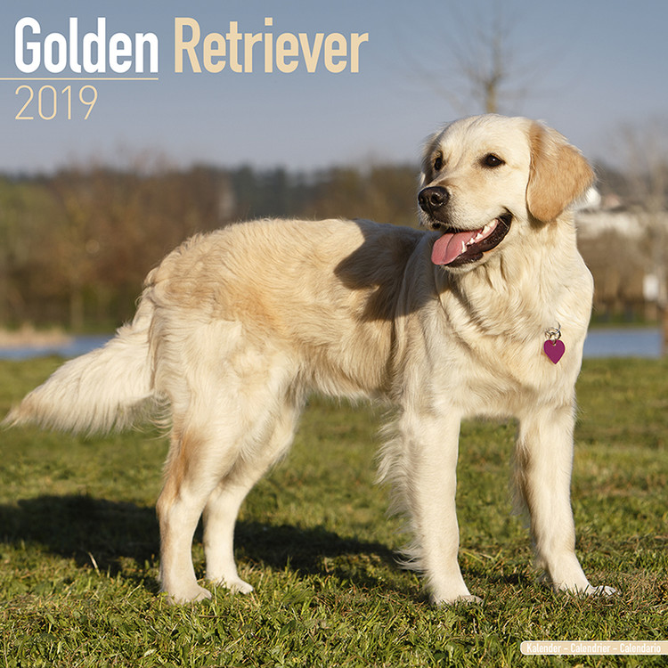 Kalender 2027 Golden Retriever