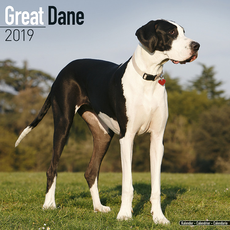 Calendario 2027 Great Dane