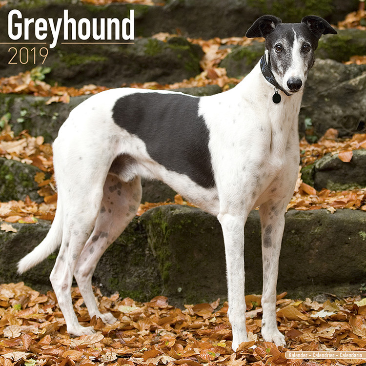 Naptár 2027 Greyhound