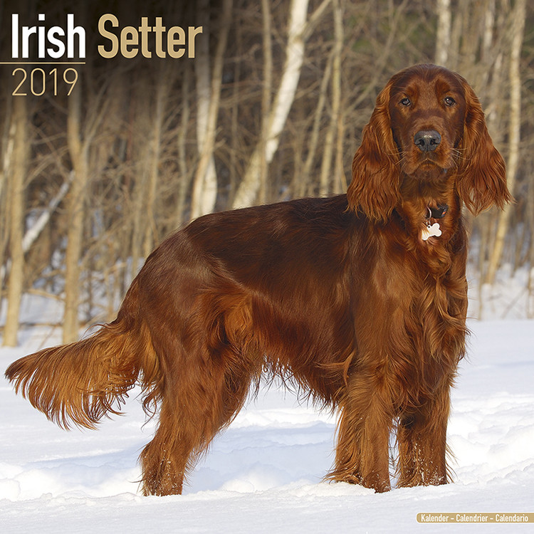 Naptár 2027 Irish Setter