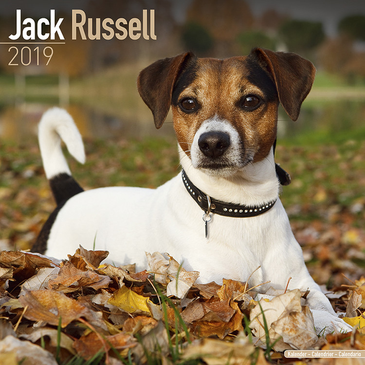 Naptár 2027 Jack Russell