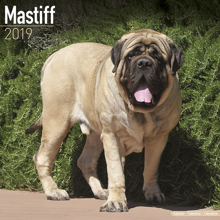 Naptár 2027 Mastiff