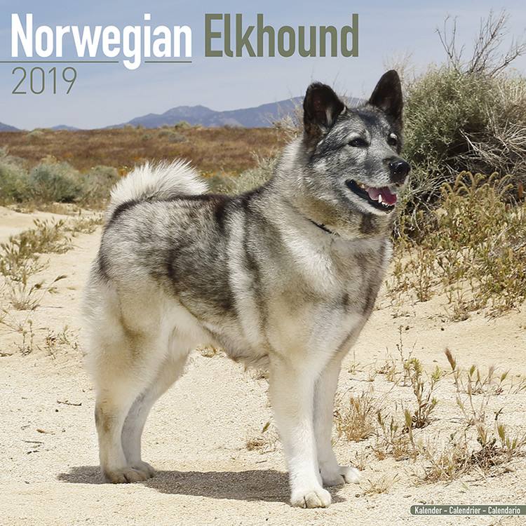 Kalender 2027 Norwegian Elkhound