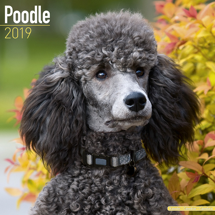 Naptár 2027 Poodle