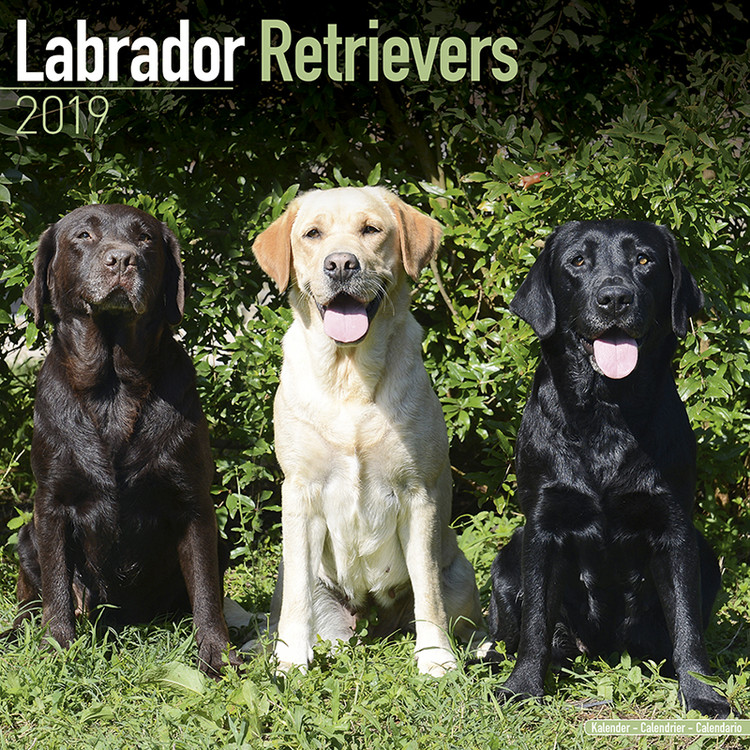 Kalender 2027 Labrador Ret (Mixed)