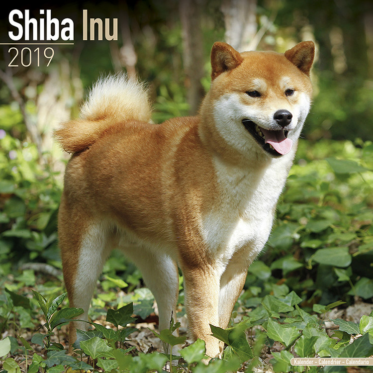 Kalender 2027 Shiba Inu