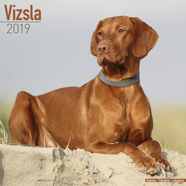 Naptár 2027 Vizsla