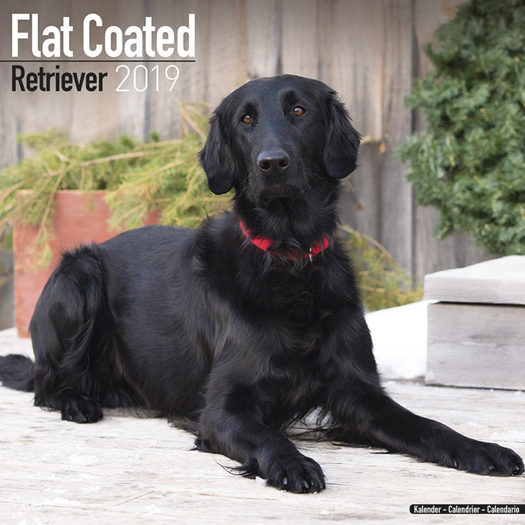 Naptár 2027 Flatcoated Retriever