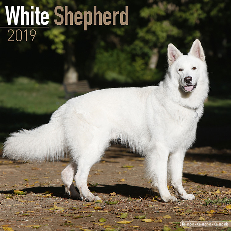 Naptár 2027 White Shepherd
