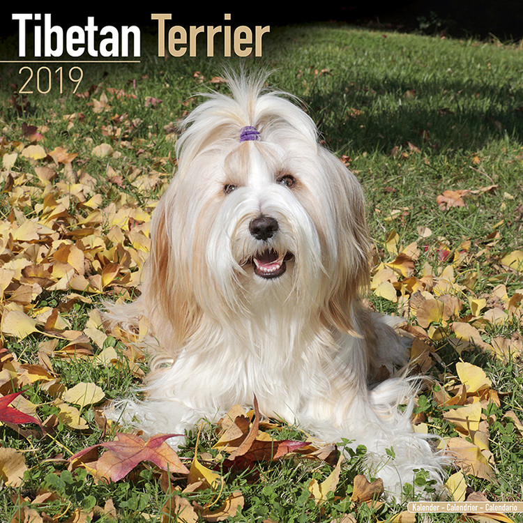 Naptár 2027 Tibetan Terrier