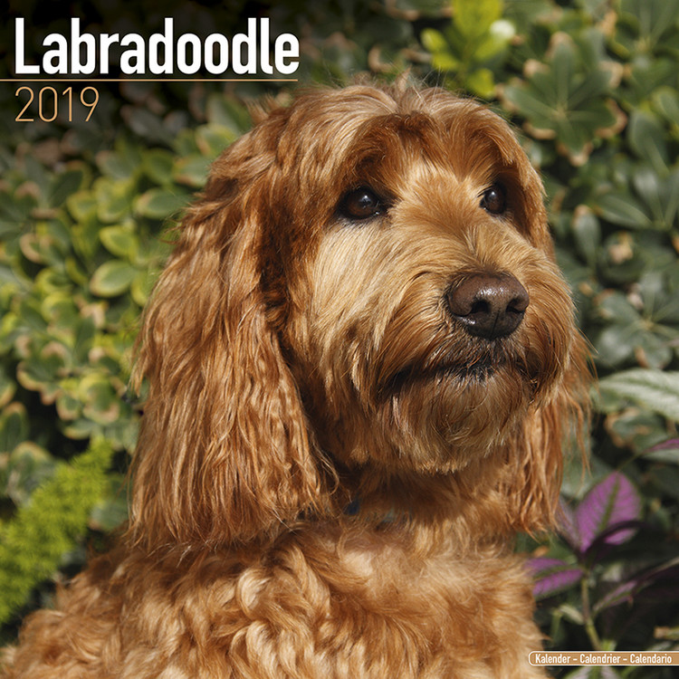 Naptár 2027 Labradoodle