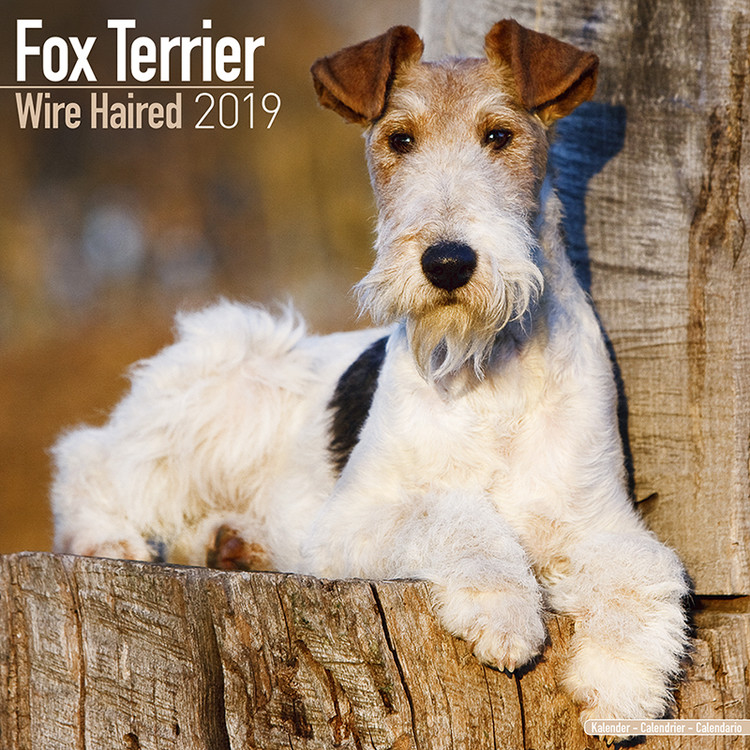 Kalender 2027 Wirehaired Fox Terrier