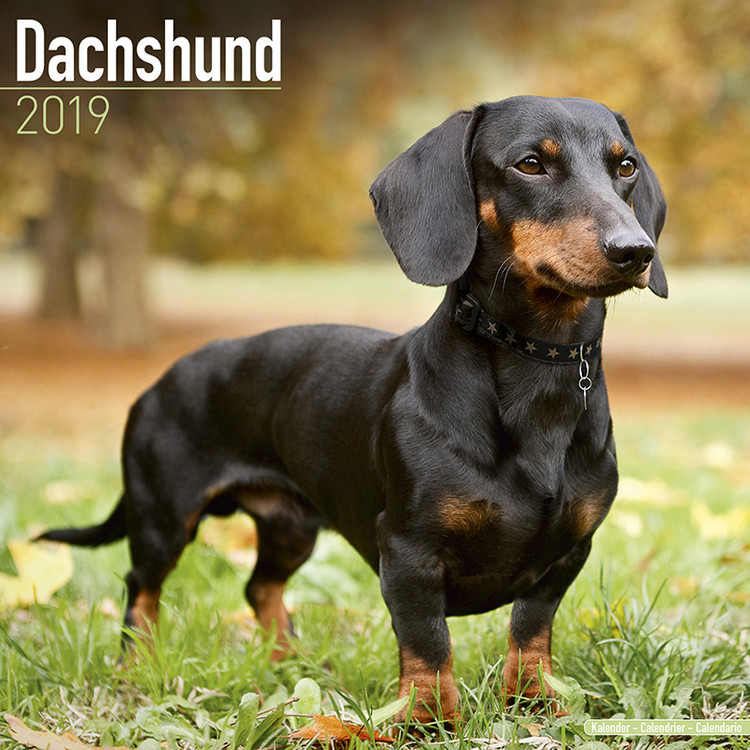 Calendar 2027 Dachsund