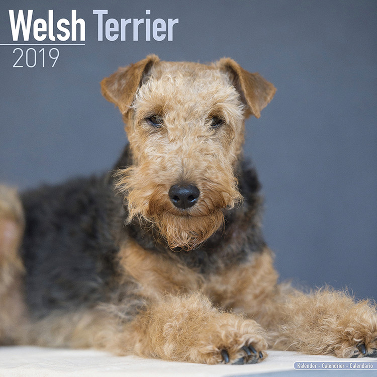 Naptár 2027 Welsh Terrier