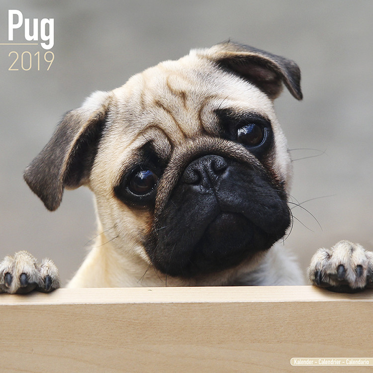 Calendrier 2027 Pug