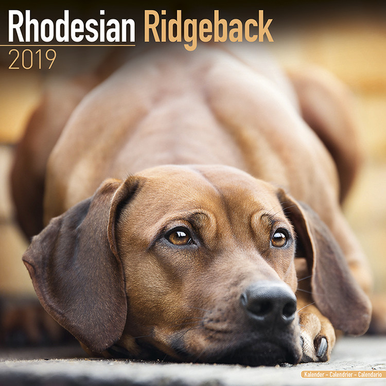 Calendario 2027 Rhodesian Ridgeback