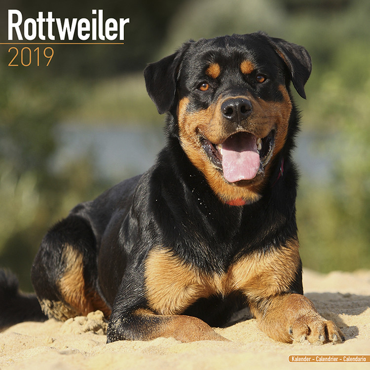 Calendario 2027 Rottweiler