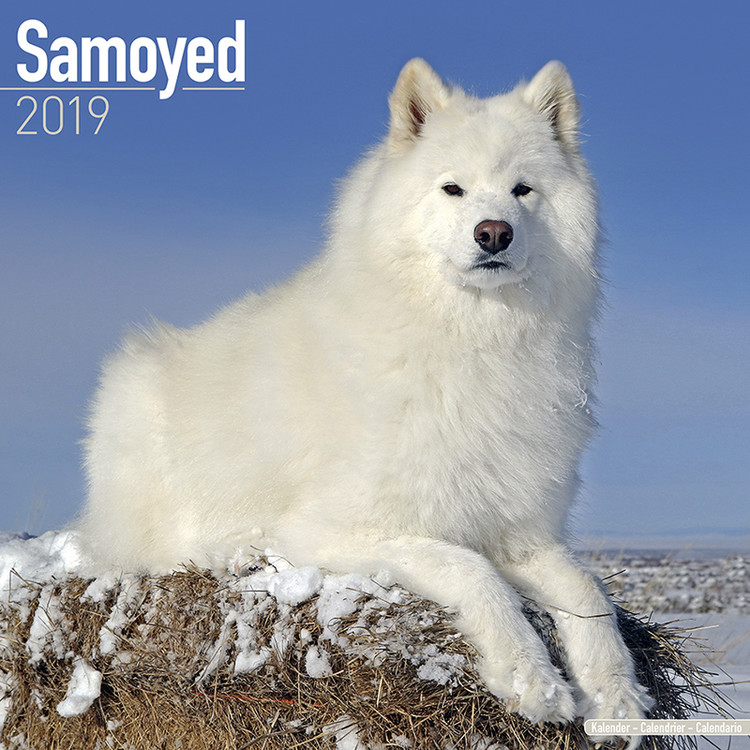 Calendario 2027 Samoyed