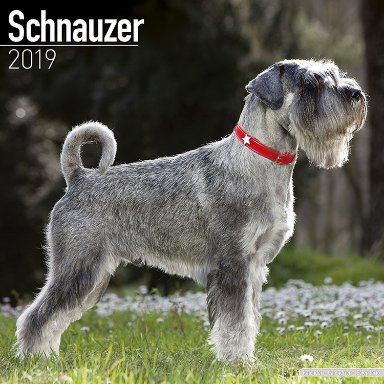 Naptár 2027 Schnauzer
