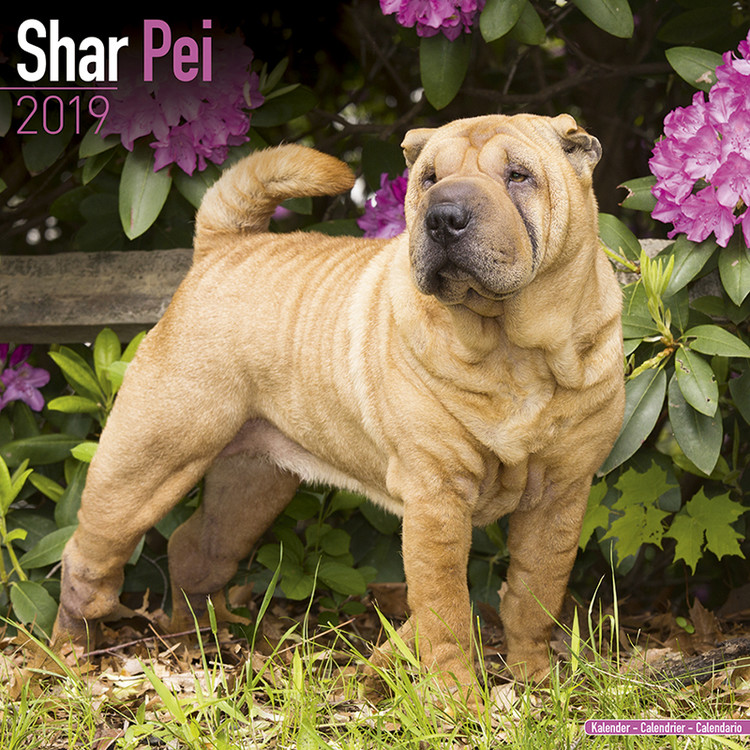 Calendario 2027 Shar Pei