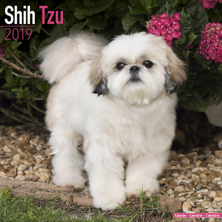 Naptár 2027 Shih Tzu