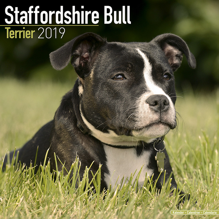 Calendario 2027 Staffordshire Bull Terrier