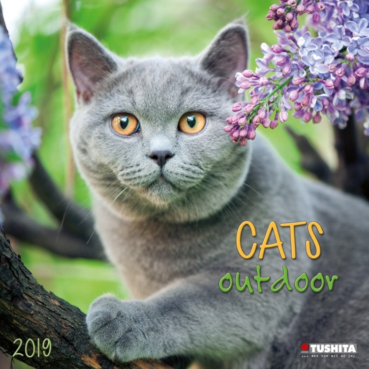Kalendář 2027 Kočky