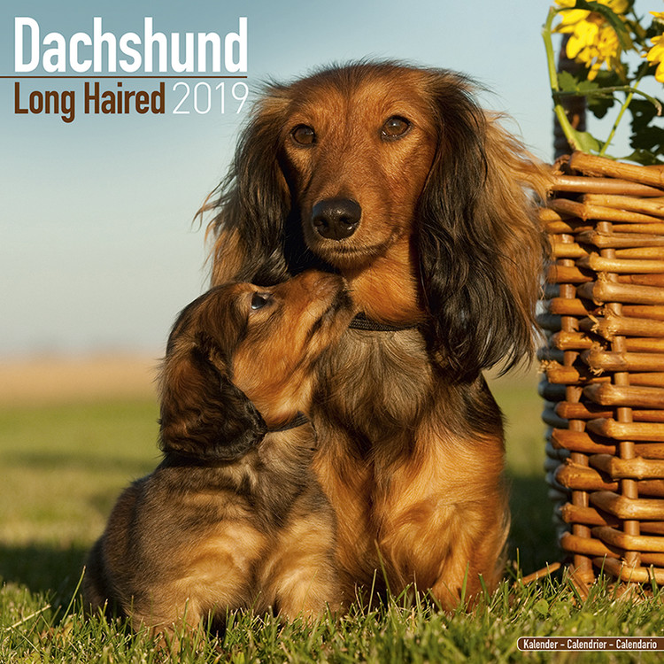 Naptár 2027 Dachshund