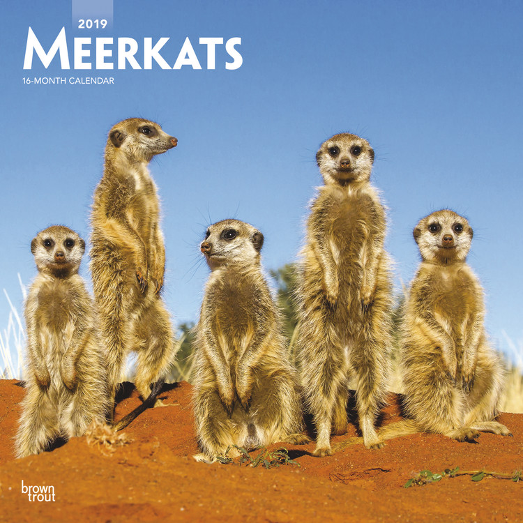 Calendrier 2027 Suricates