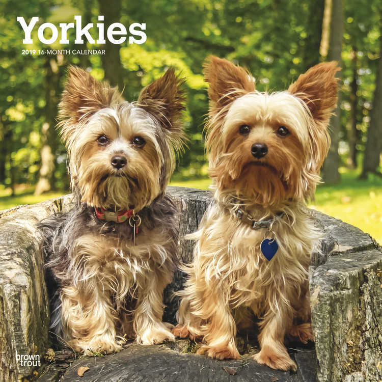 Calendario 2027 Yorkshire terrier - International Edition