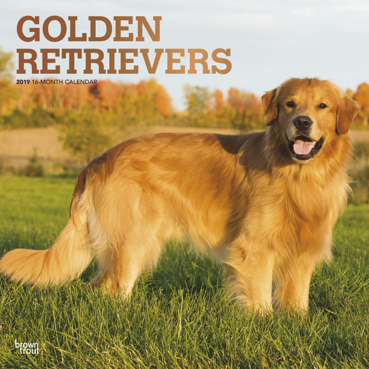 Kalender 2027 Golden Retriever