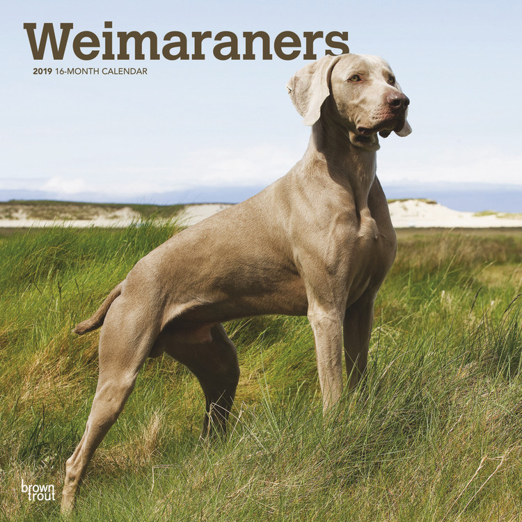 Calendario 2027 Weimaraner