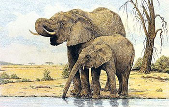 Kunstdruk Elephants By The Waterhole