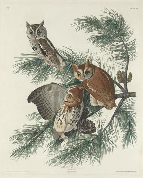 Obrazová reprodukce Mottled Owl, 1830, John James  Audubon, 30 × 40 cm