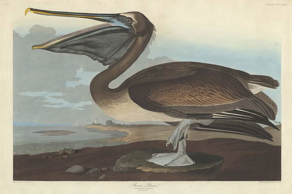 Poster Brown Pelican, 1838
