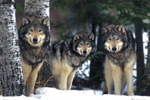 Poster enmarcado Wolves