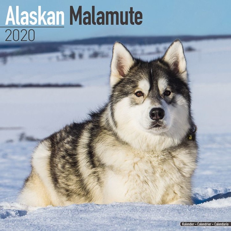 Naptár 2027 Alaskan Malamute