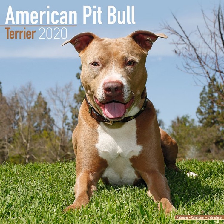 Kalendár 2027 Americký Pitbul teriér